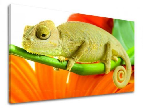 Obraz na stenu ZVIERATÁ ZV042E11