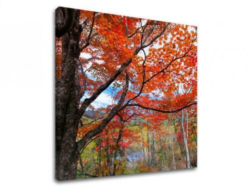 Obraz na stenu STROMY ST012E12