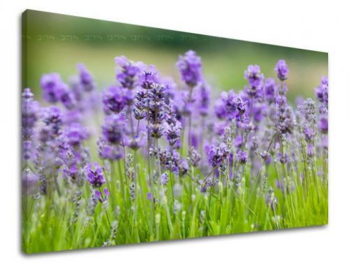 Obraz na stenu KVETY XOBKV146E11