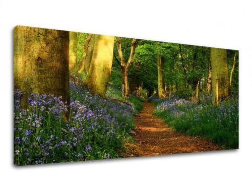 Obraz na stenu PANORÁMA STROMY ST009E13