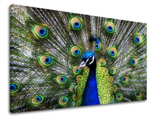 Obraz na stenu ZVIERATÁ ZV032E11