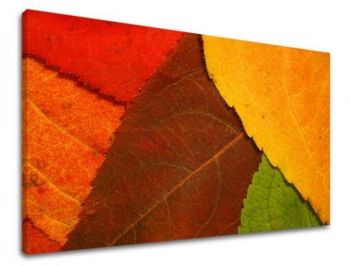 Obraz na stenu RASTLINY RA012E11