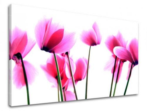 Obraz na stenu KVETY XOBKV129E11