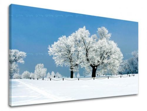 Obraz na stenu STROMY ST028E11