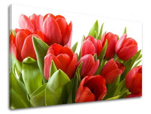 Obraz na stenu KVETY TULIPÁNY XOBKV120E11