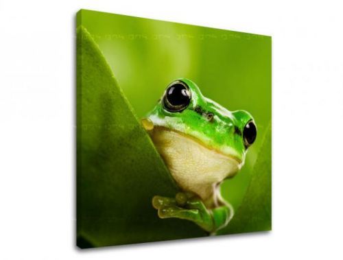 Obraz na stenu ZVIERATÁ ZV038E12