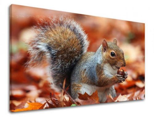 Obraz na stenu ZVIERATÁ ZV002E11