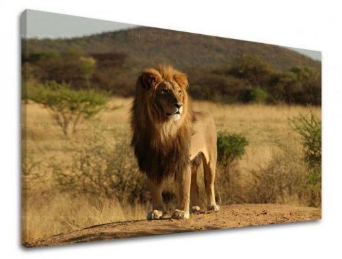 Obraz na stenu ZVIERATÁ ZV008E11