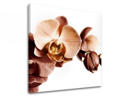 Obraz na stenu KVETY XOBKV110E12