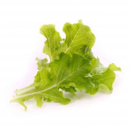Lingot s BIO semenami dubového šalátu pre inteligentnéé kvetináče Véritable