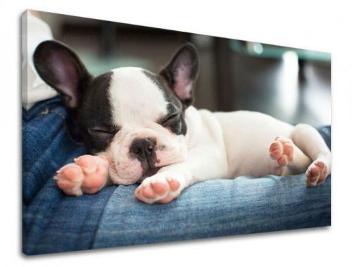 Obraz na stenu ZVIERATÁ ZV011E11