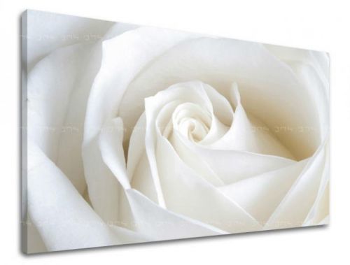 Obraz na stenu KVETY RUŽE XOBKV103E11