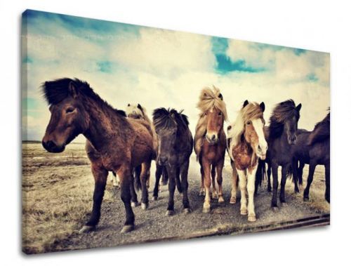 Obraz na stenu ZVIERATÁ ZV016E11