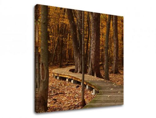 Obraz na stenu STROMY ST018E12