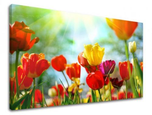 Obraz na stenu KVETY TULIPÁNY XOBKV145E11