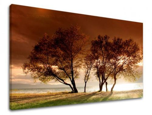 Obraz na stenu STROMY ST026E11