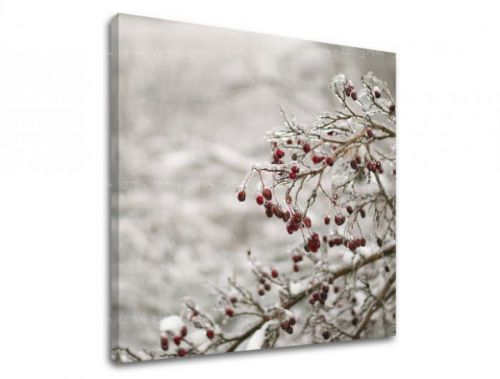 Obraz na stenu STROMY ST007E12