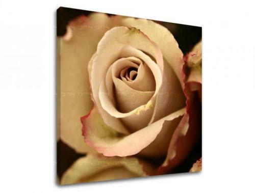 Obraz na stenu KVETY XOBKV124E12