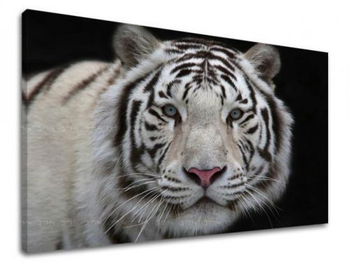 Obraz na stenu ZVIERATÁ ZV012E11