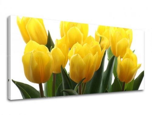 Obraz na stenu Panoráma KVETY XOBKV141E13