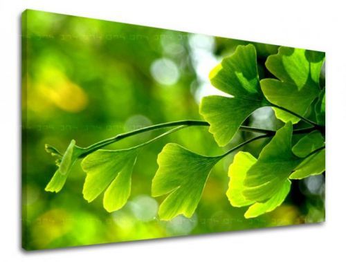 Obraz na stenu RASTLINY RA020E11