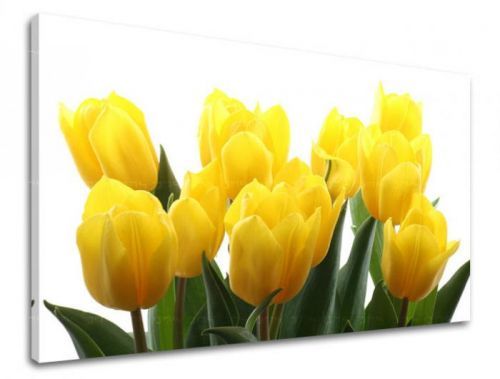 Obraz na stenu KVETY TULIPÁNY XOBKV141E11