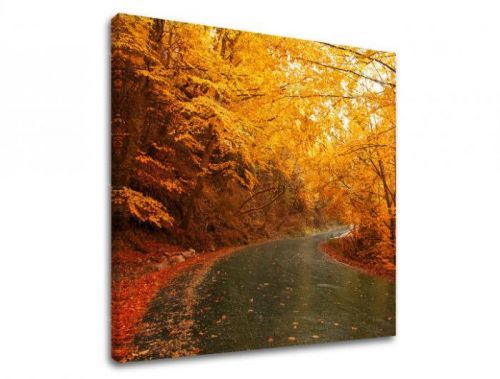 Obraz na stenu STROMY ST002E12