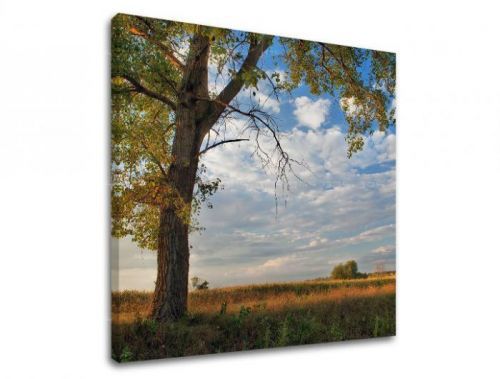 Obraz na stenu STROMY ST016E12