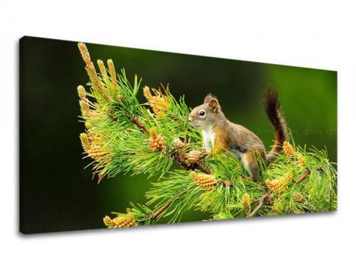 Obraz na stenu PANORÁMA ZVIERATÁ ZV013E13