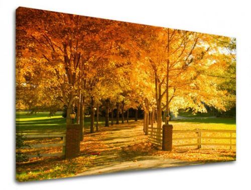 Obraz na stenu STROMY ST020E11