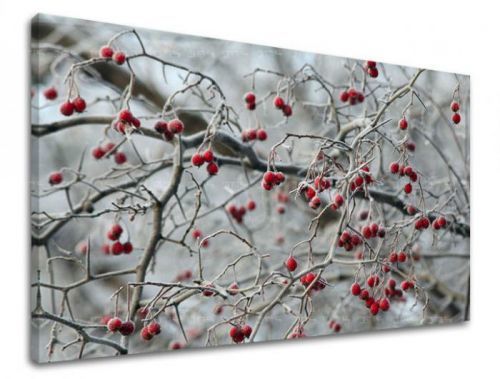 Obraz na stenu STROMY ST006E11