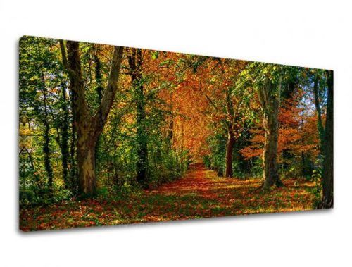 Obraz na stenu PANORÁMA STROMY ST033E13