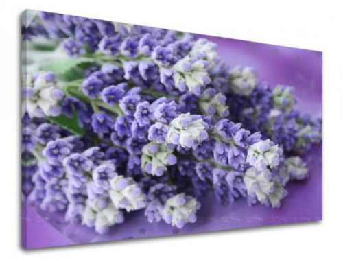 Obraz na stenu KVETY XOBKV123E11