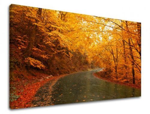 Obraz na stenu STROMY ST002E11