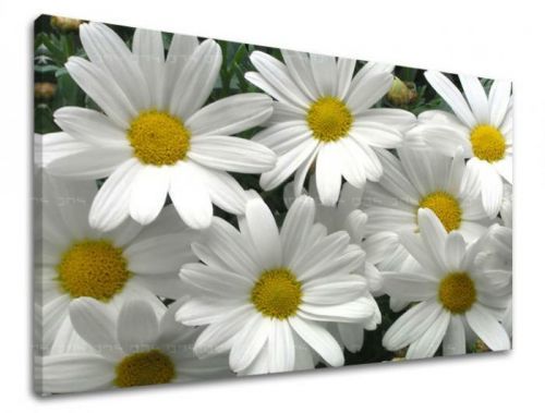 Obraz na stenu KVETY XOBKV106E11