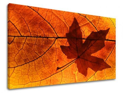 Obraz na stenu RASTLINY RA018E11