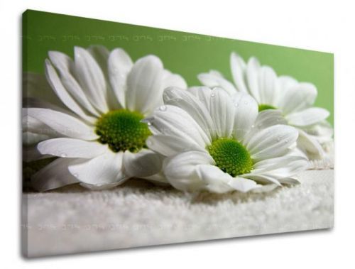 Obraz na stenu KVETY XOBKV111E11