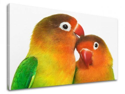 Obraz na stenu ZVIERATÁ ZV030E11