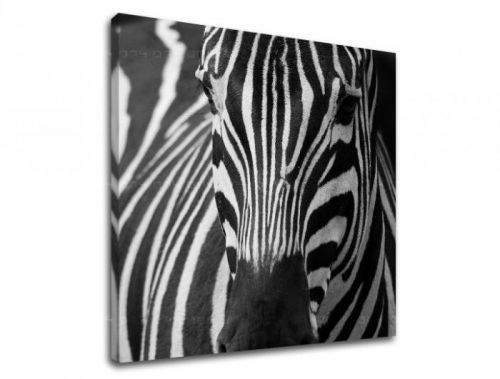 Obraz na stenu ZVIERATÁ ZV044E12