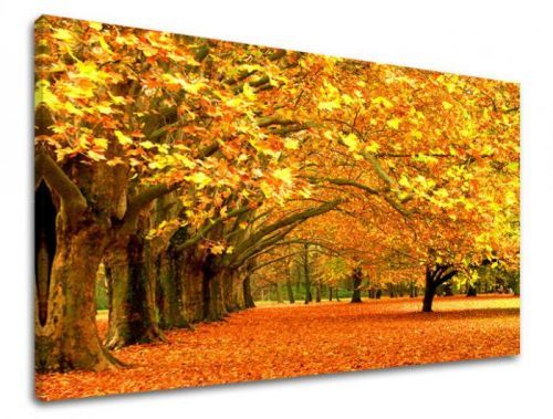 Obraz na stenu STROMY ST010E11