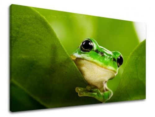 Obraz na stenu ZVIERATÁ ZV038E11