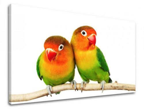 Obraz na stenu ZVIERATÁ ZV045E11