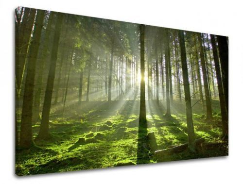 Obraz na stenu STROMY ST021E11