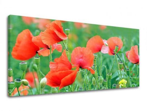 Obraz na stenu PANORÁMA KVETY KV099E13
