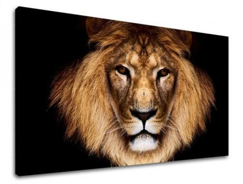 Obraz na stenu ZVIERATÁ ZV009E11