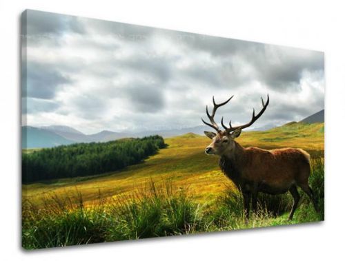 Obraz na stenu ZVIERATÁ ZV040E11