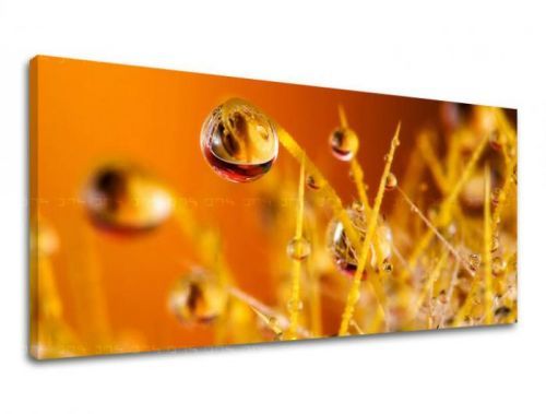 Obraz na stenu PANORÁMA RASTLINY RA002E13