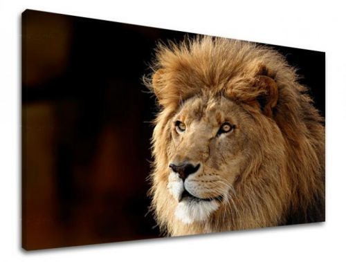 Obraz na stenu ZVIERATÁ ZV028E11