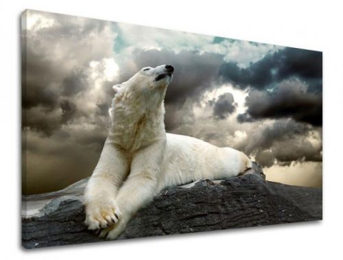 Obraz na stenu ZVIERATÁ ZV001E11