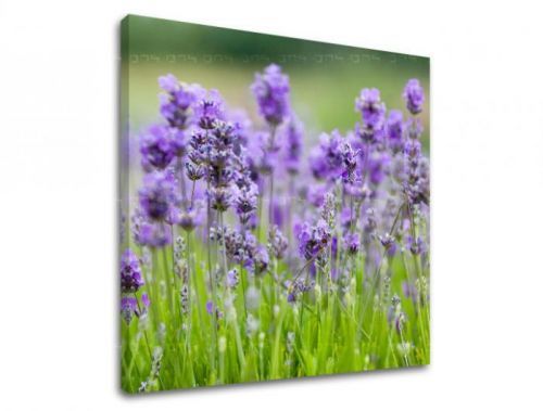 Obraz na stenu KVETY XOBKV146E12